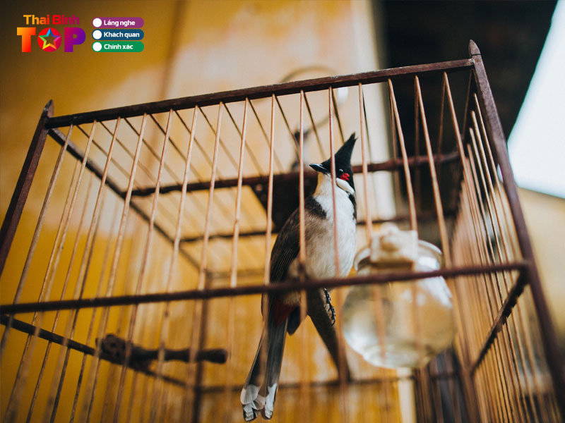 chim-canh-manh-duc-thaibinhtoplist