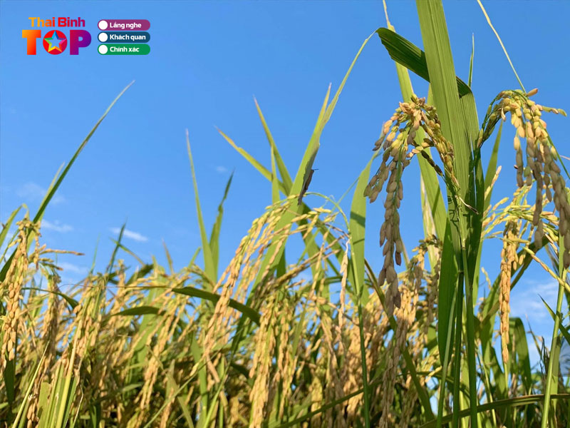 cau-ca-dao-ve-thai-binh-thaibinhtoplist