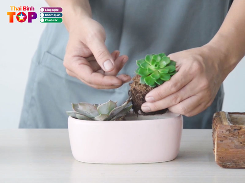 Cach-cham-soc-sen-da-dung-cach-thaibinhtoplist