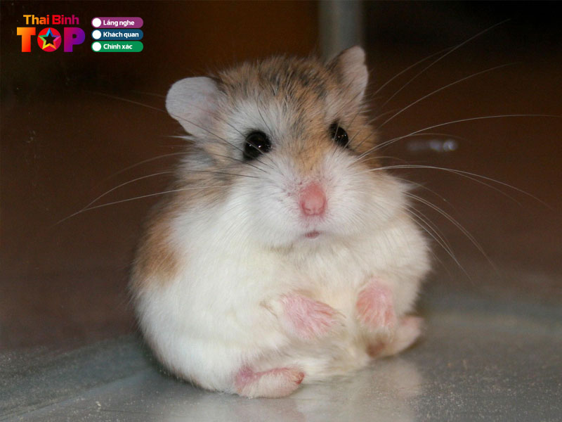 Cac-loai-hamster-pho-bien-o-viet-nam-thaibinhtoplist